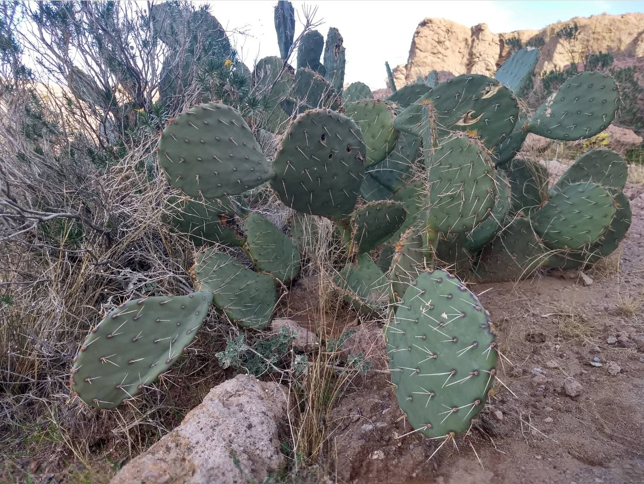 Monolith Garden Loop Trail Kingman Arizona